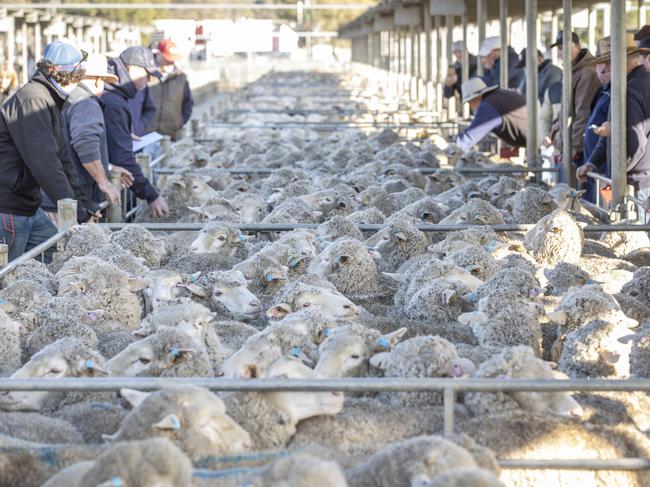 LIVESTOCK: Bendigo Sheep and Lamb salePICTURED: Bendigo Sheep and Lamb sale. Generic sheep. Stock Photo. Saleyards. Market Lambs.Picture: Zoe Phillips