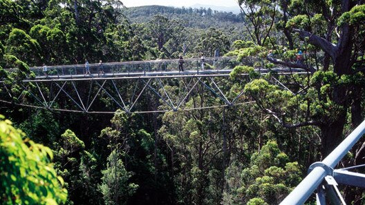 2003 : Tree Top Walk through Tingle forests of Walpole in WA in 2003 image.Western Australia / Travel