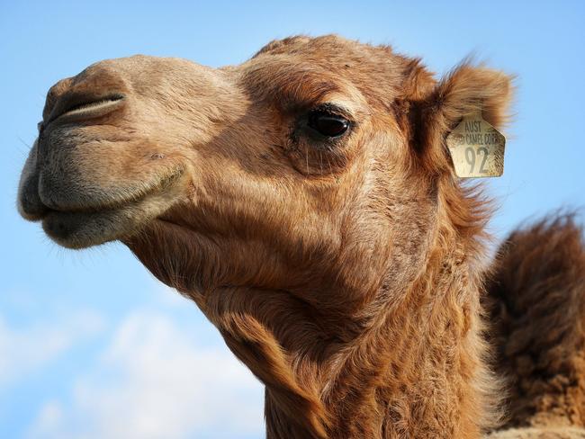 Summer Land Camels named a Queensland winner in the annual delicious Produce Awards, Harrisville west of Brisbane. Photographer: Liam Kidston.