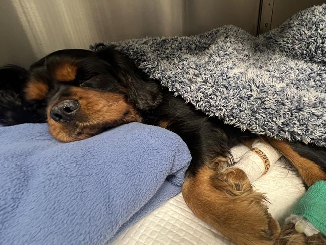 Six-year-old Cavalier King Charles Spaniel Porthos has been left with permanent nerve damage and psychological trauma after two dogs broke into his owner's Howrah backyard and attacked him. Picture: supplied.