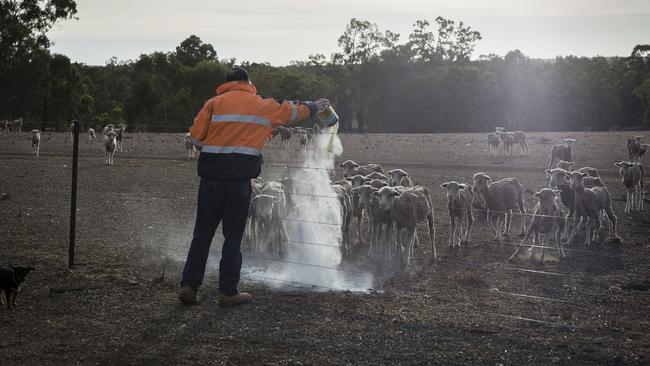 Brett Jerry feeds starving sheep expired baby formula. Picture: Getty