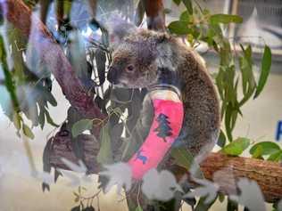 This koala, named Rebecca by staff at Australia Zoo Wildlife Hospital , was badly injured when hit by a car. Picture: Warren Lynam