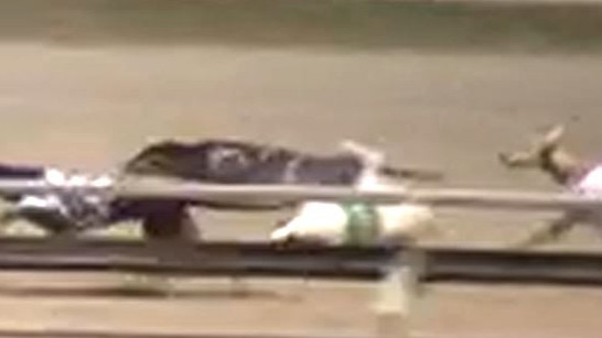 Mainly white greyhound 'Catch me Cutie' can bee seen on her side with her leg in the air following what turned out to be a fatal fall at the Ipswich racing track.