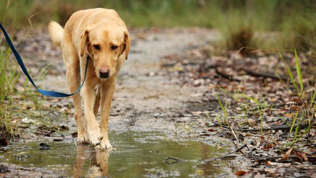 Murphy laps up the great outdoors. Pic: Tara Croser