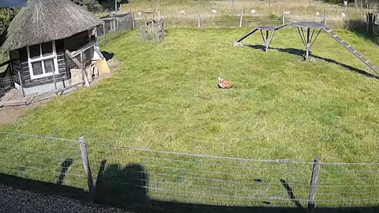 The chicken was a sitting duck in the middle of the yard. Picture: Kennedy News