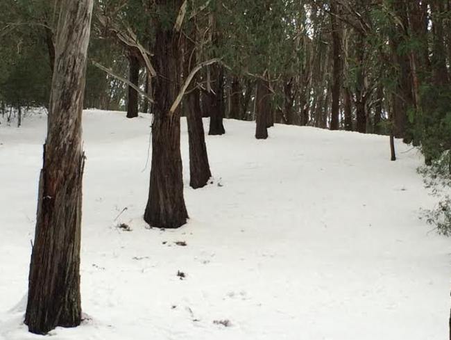 Nature’s slalom poles on the lower slopes of Mt Buller, Victoria.