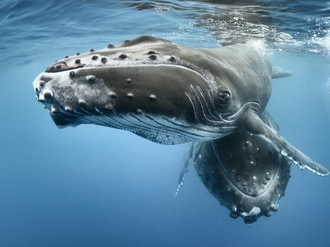 Humpback whale  (Megaptera novaeangliae) male calf with his resting mother. Vava'u, Kingdom of Tonga. Pacific Ocean. PIC: naturepl.com / Tony Wu / WWF