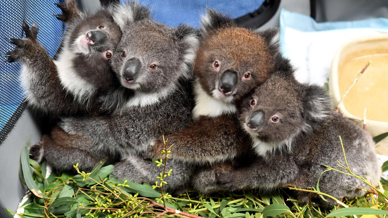 Four of the orphaned joeys currently in care. Picture: Tricia Watkinson