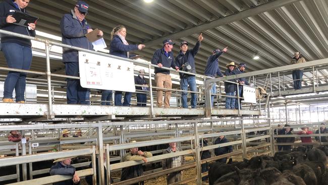 Cattle are sold at Wodonga last month. Prices fetched today were not affected by Covid-19, an agent says. Picture: Fiona Myers