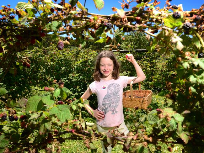 Olivia Lowe picks berries at Gentle Annie berry farm. PIC: Mitch Bear