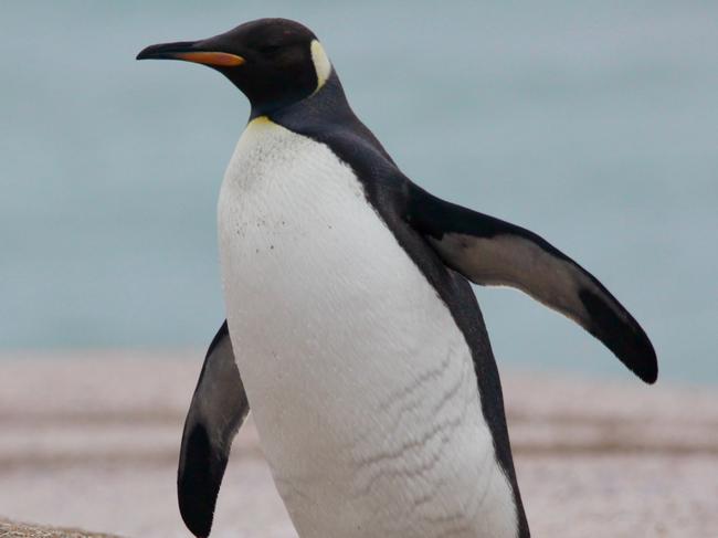 The king penguin waddles on to the beach at the Coorong. Picture Abel Zevenboom