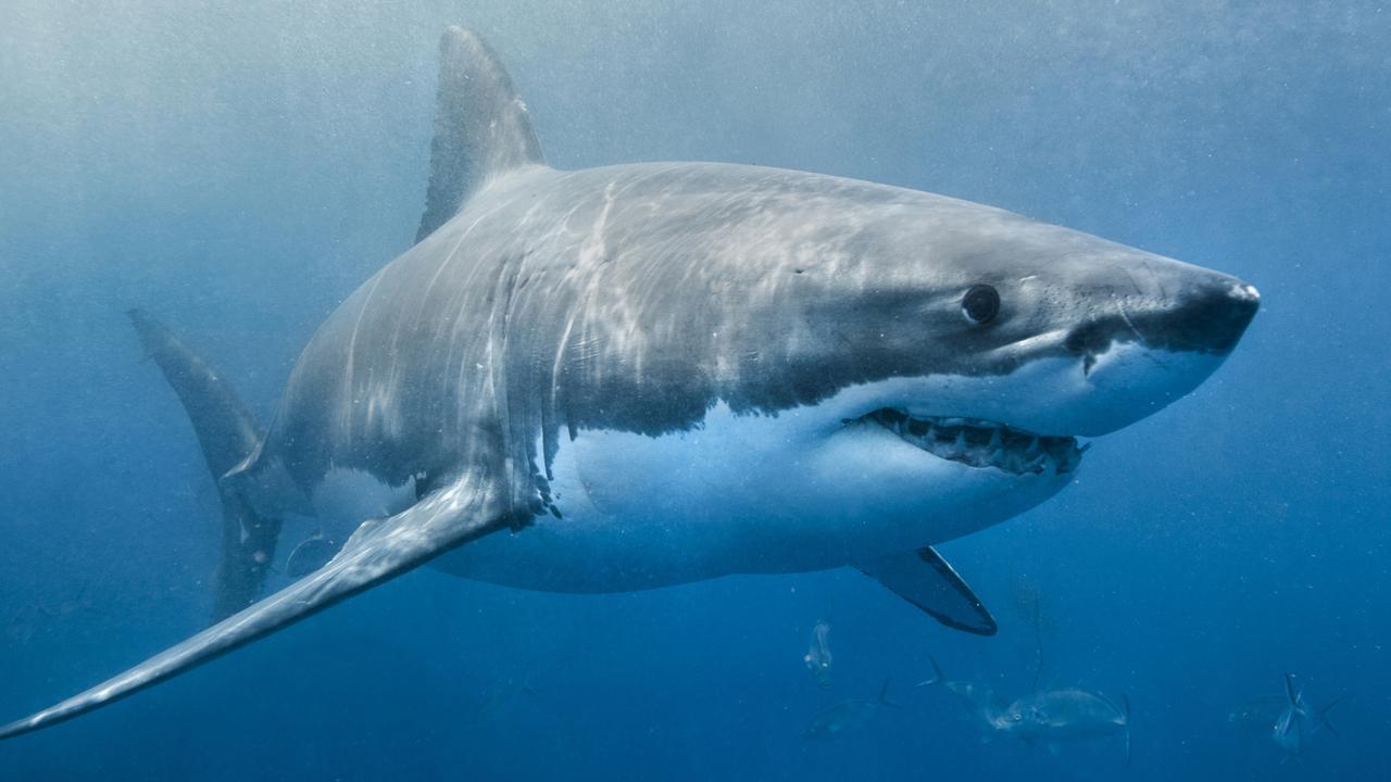 Woman bitten by shark off east coast