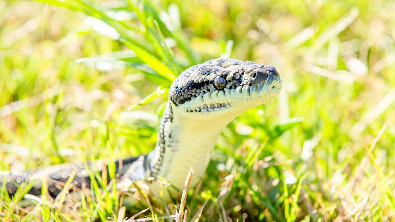 Little girl, man in hospital after snake bites