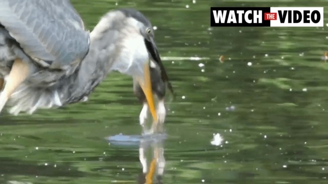 Wild footage of bird swallowing giant rat in one gulp