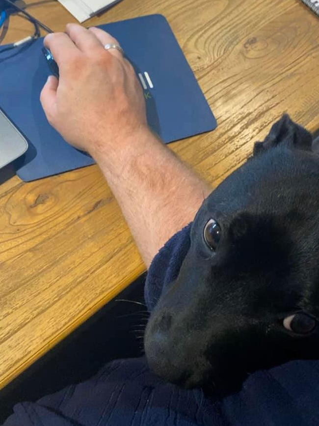 A furry friend attempts to lend a hand. Picture: Justin Burns