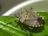 Insect invaders spark environmental fears