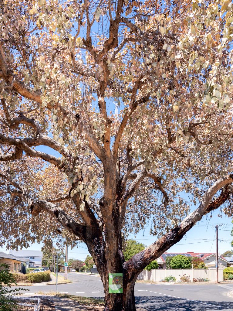 The tree’s leaves have turned white and the trunk is weeping red sap on to the footpath. Picture: Tim Joy