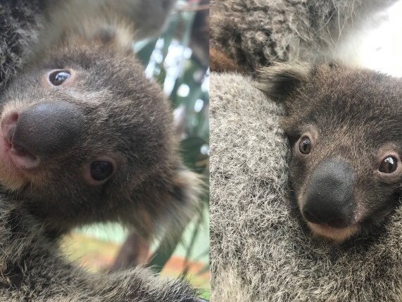 Two female joeys were unknowingly rescued along with their mothers, Holly and Lana, and other koalas from the fire ground on Kangaroo Island and now form part of a special disease-free population living in a purpose-built quarantined enclosure at Cleland Wildlife Park.