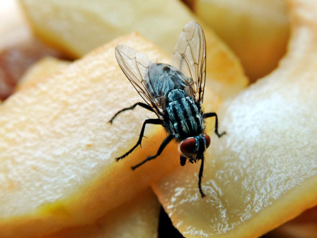 What flies actually do when they land on your food revealed
