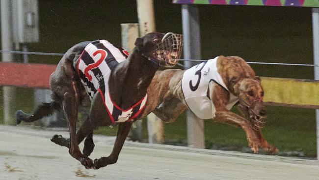 Modified Trunk runs away from Push Me to win Race 6 at Grafton Greyhounds earlier in the year.