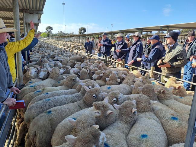 This pen of lambs sold for $280 today at Bendigo. Picture: Jenny Kelly