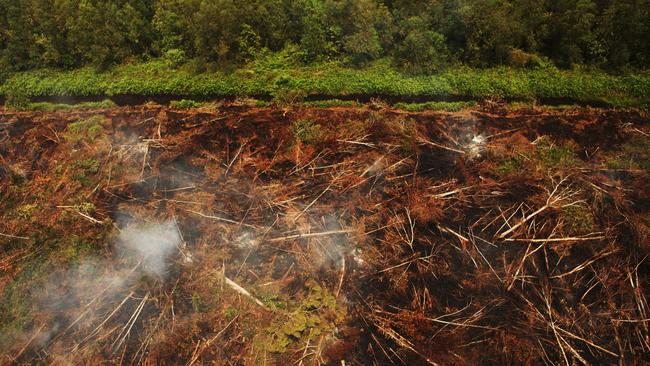  Illegal deforestation in Sumatra, Indonesia.