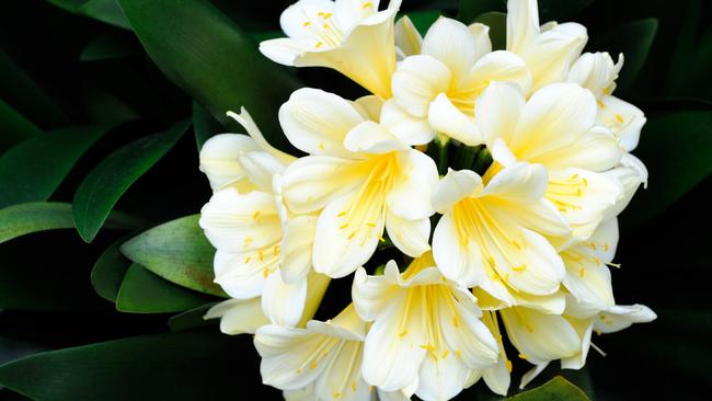 Clivia