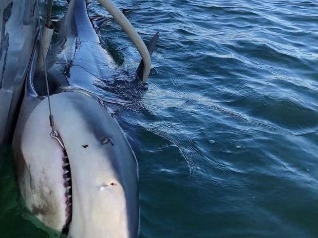 Why monster bull sharks are in Syd Harbour