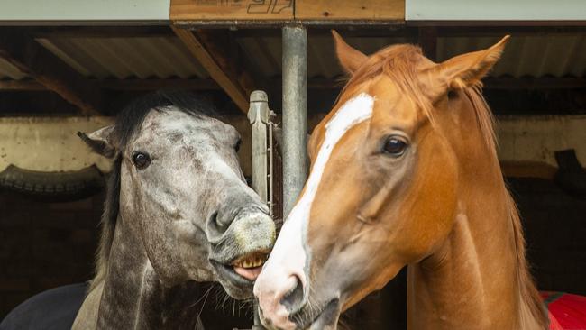 Everest winner Classique Legend with stablemate Wave at his Randwick home.