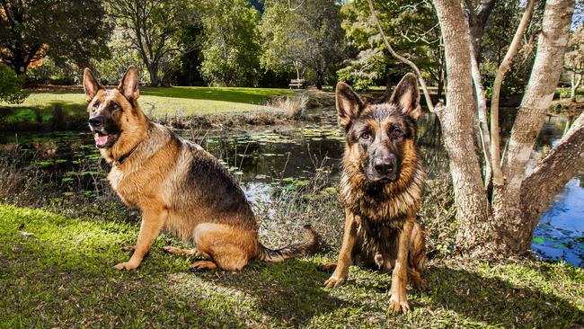 German shepherd siblings Shadow and Banjo. Picture: Nigel Hallett