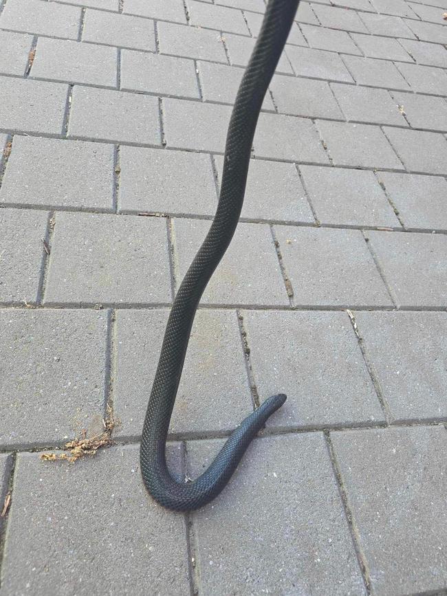 The red-bellied black snake was caught at a western suburbs private school. Picture: Facebook