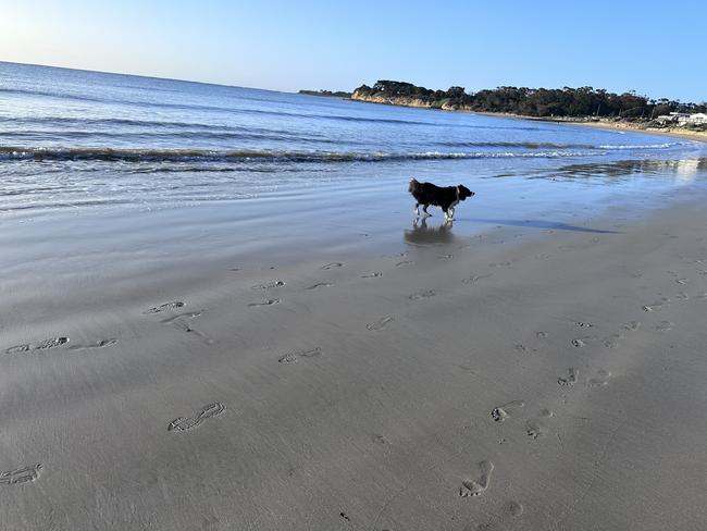 A dog at the beach. Picture: Debbie Leary, Grovedale.