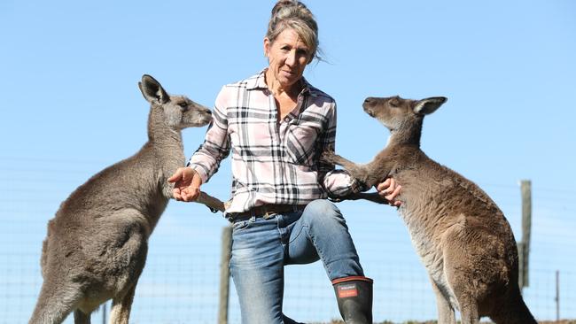 Fauna Rescue volunteer Jo Geyer is looking after about 25 kangaroos at her Adelaide Hills home. Picture: Tait Schmaal