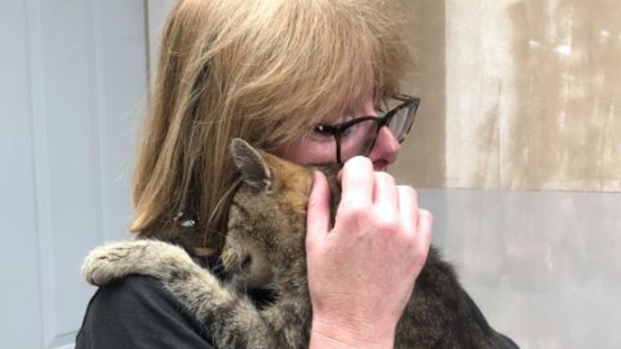 Missing Cat Reunited With New York Owner After 11 Years | News.com.au ...