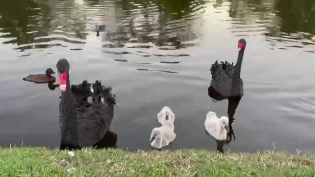 VIDEO: Swans, geese, ducks and ibis currently live at Gympie's Lake Alford