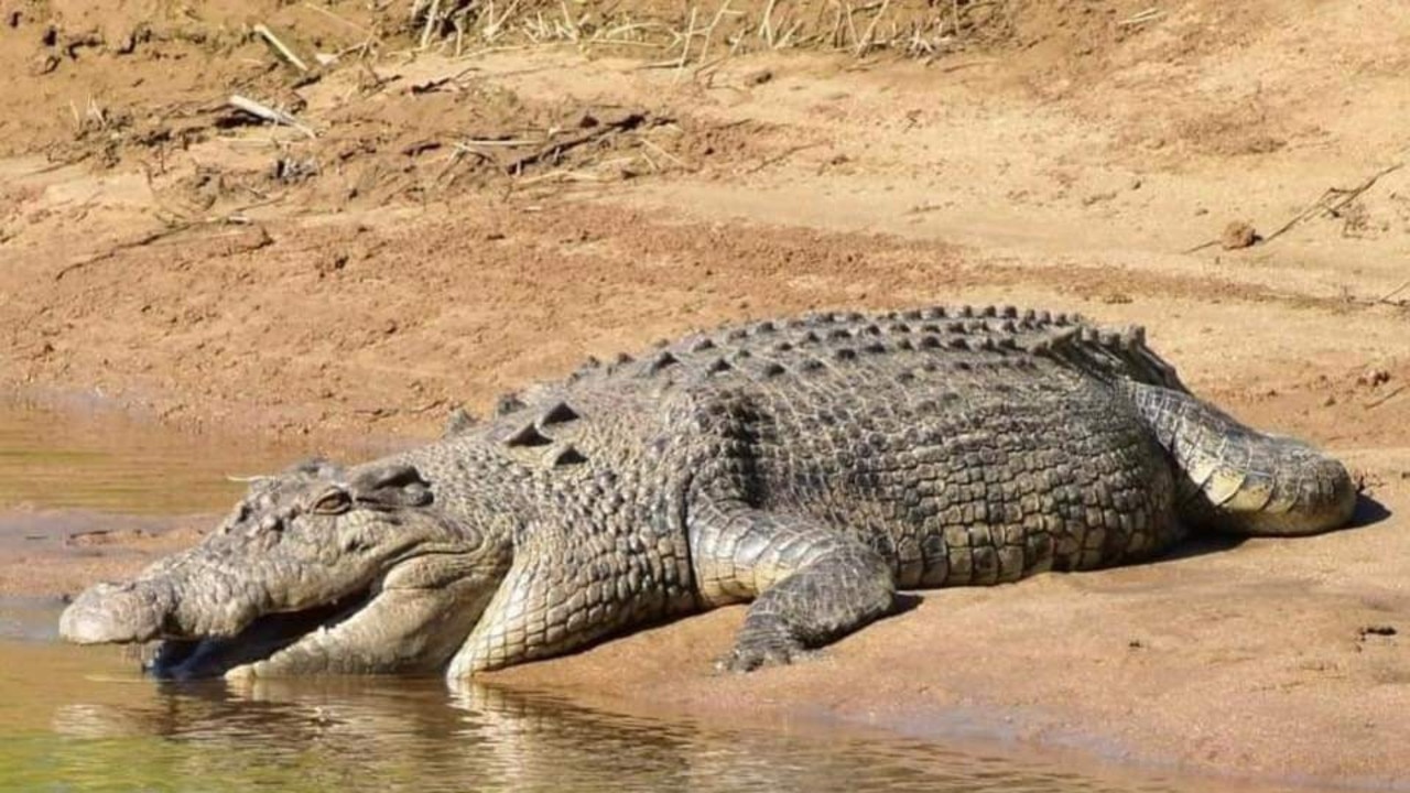 Cairns crocodile debate: Artificial surf wave park proposed to avoid ...