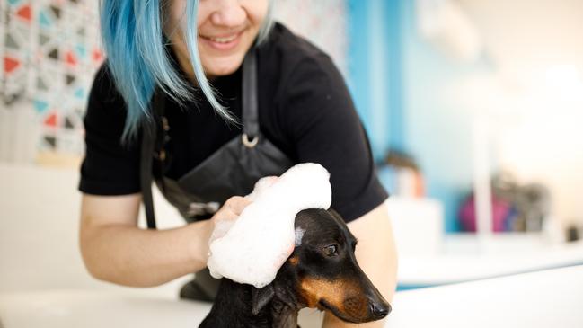 Help us find SA’s best dog groomers. Vote now for your favourite. Picture: iStock