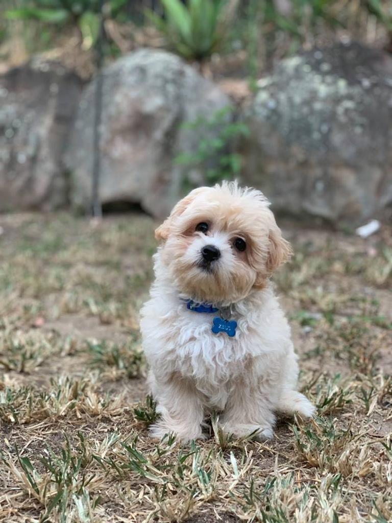 Zeus the Maltese x Shih Tsu. Photo Taylah Zeidler