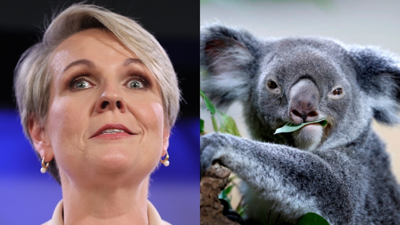 Plibersek called out on ‘hypocrisy’ threatening koalas with wind projects