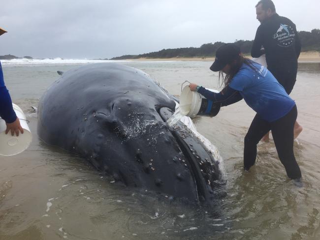 Volunteers care for the sub-adult humpback. Picture: AAP/NSW Office of Environment and Heritage