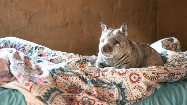 Squishy the wombat takes over Brigitte's bed at the Wombat Awareness Organisation. Picture: Tricia Watkinson