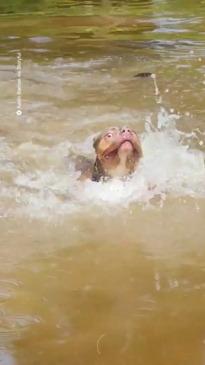 A swimming pit bull panics and rushes to shore