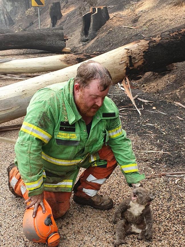 Logging contractor Brett Robin with a koala he saved, and nicknamed Coota, near Mallacoota. Supplied Brett Robin