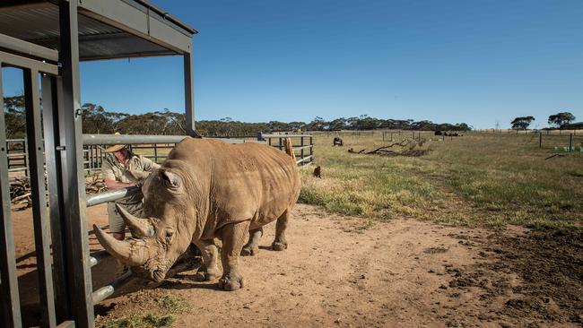 Monarto Zoo has begun work on their new section "Wild Africa" which will include vehicle safari's and high end accommodation. Rhinoceros Ibutho, with senior ungulate keeper Mark Mills in the new quarantine zone. Picture: Brad Fleet