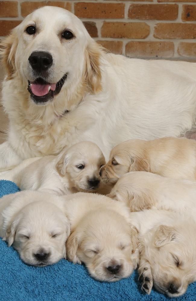 Golden retriever store breeders gold coast