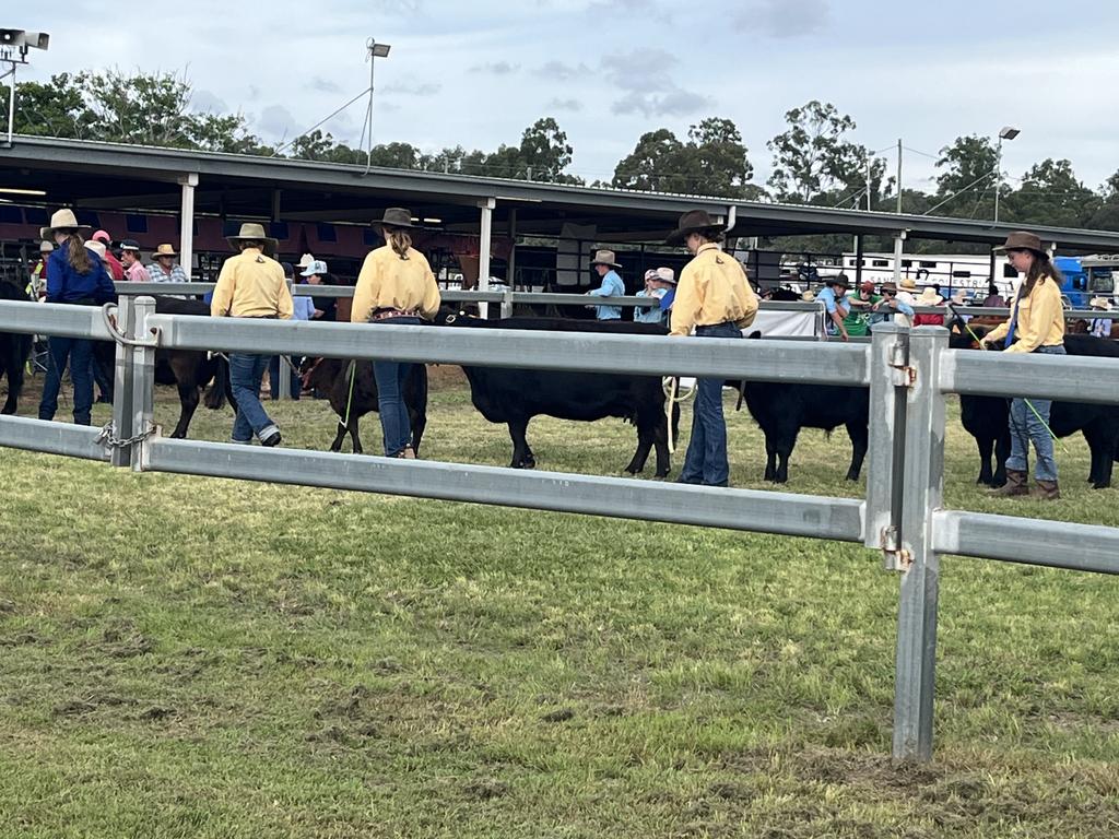 The juniors had fun in the cattle competition.