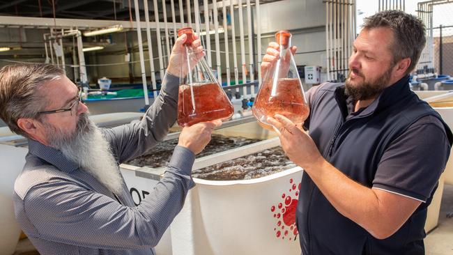 CH4 Global chief executive Steve Meller’ left, and CH4 Australia general manager Adam Main at their asparagopsis seaweed production facility in South Australia. Picture: Serena Findlay