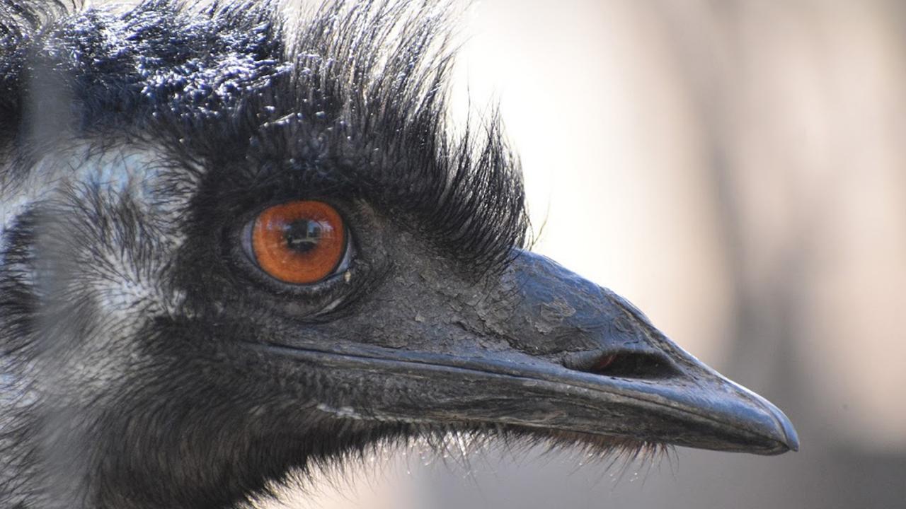 Outback in Focus photography competition youth finalist. Emu photographed by Mitch Rowbotham, 13, at Millmerran.