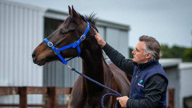 Stakes-placed mare Bellx will be among the first horses to arrive at Dabernig Racing. Picture: Robin Sharrock