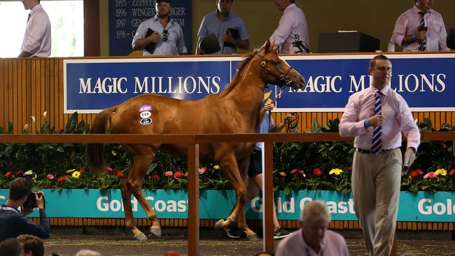 The Magic Millions sales ring has been the other big attraction besides the racetrack on the Gold Coast. Picture: Regi Varghese